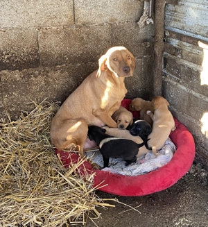 Vând căței din mamă rasa Viszla - imagine 3