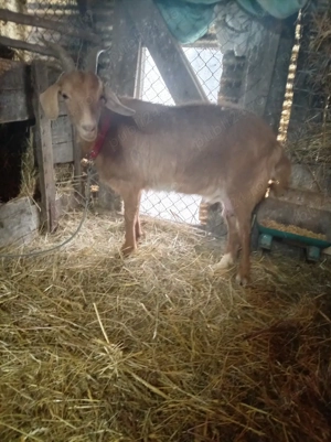 vand capre metis cu angolo - imagine 3