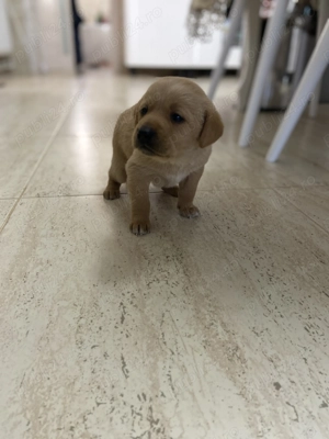 Vând căței din mamă rasa Viszla - imagine 2