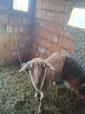 capre de vanzare !! - imagine 5