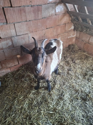 capre de vanzare !! - imagine 4