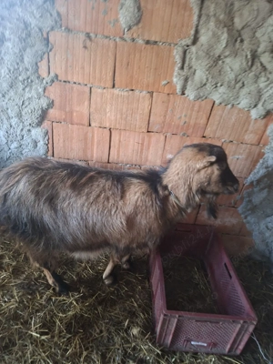 capre de vanzare !! - imagine 2