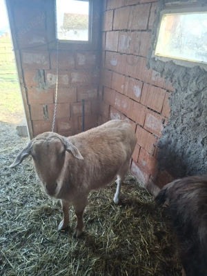 capre de vazare  - imagine 5