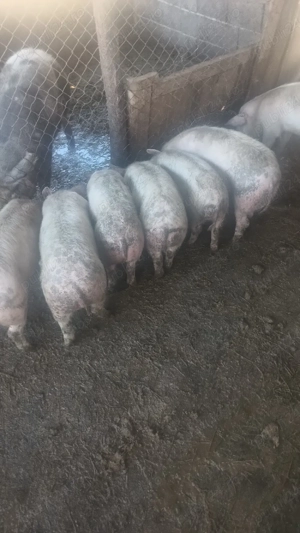 Grasuni     - imagine 2