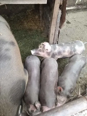 Vand Scroafa 150 kg + si Purcei 2 Luni  - imagine 2