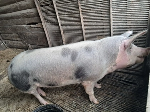 Schimb scroafa cu oi gestante sau fatate - imagine 2