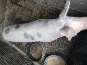 Schimb scroafa cu oi gestante sau fatate - imagine 4