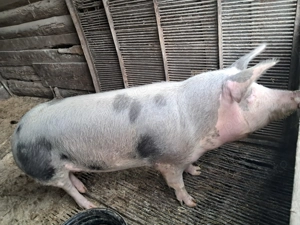 Schimb scroafa cu oi gestante sau fatate - imagine 3