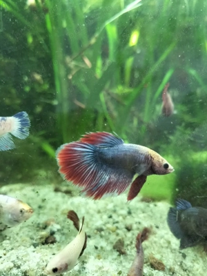 Betta Splendens masculi 