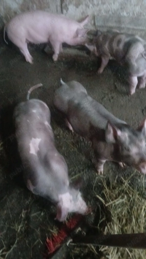 Vierut pietrean pur fără par - imagine 2