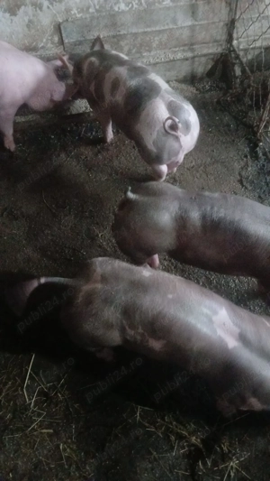 Vierut pietrean pur fără par - imagine 3