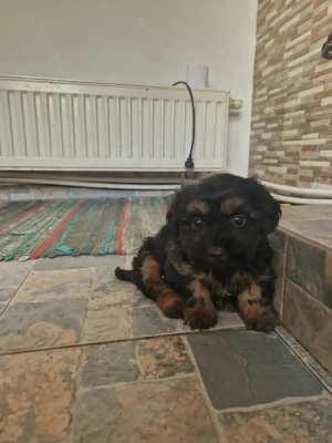 Bishon havanez negru  - imagine 2