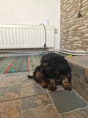 Bishon havanez negru  - imagine 3