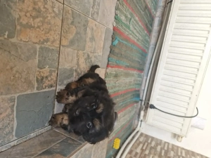 Bishon havanez negru  - imagine 4