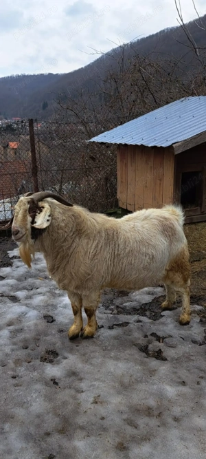 Vând Țap Boier. - imagine 2