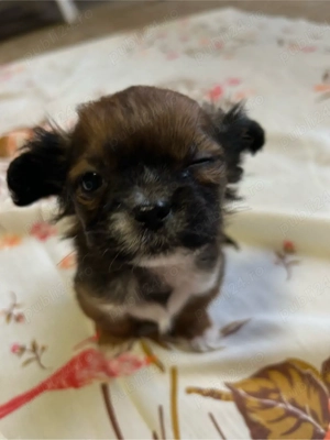 Pui pichinez talie mică-2 luni-sănătoși-cauta casa nouă - imagine 3