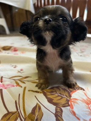 Pui pichinez talie mică-2 luni-sănătoși-cauta casa nouă - imagine 4