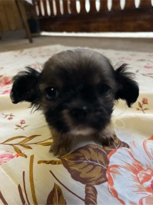 Pui pichinez talie mică-2 luni-sănătoși-cauta casa nouă - imagine 5