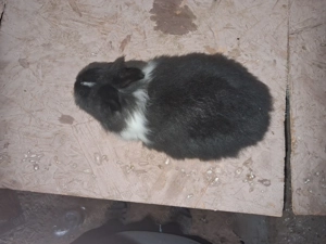 Cap de leu pitic mascul 