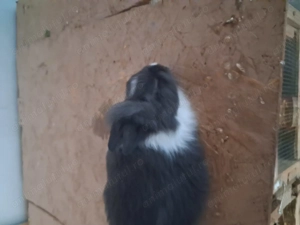 Cap de leu pitic mascul  - imagine 3