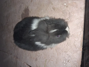 Cap de leu pitic mascul  - imagine 4