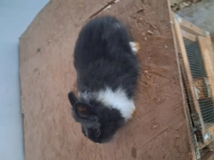 Cap de leu pitic mascul  - imagine 2