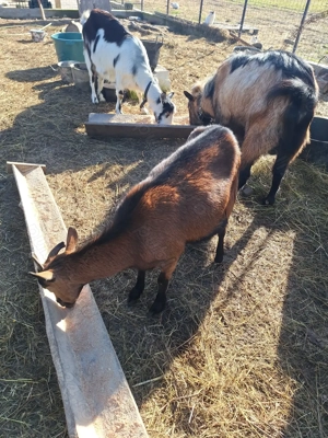 Vând capre alpine franceze  - imagine 4