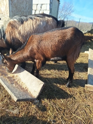 Vând capre alpine franceze  - imagine 5