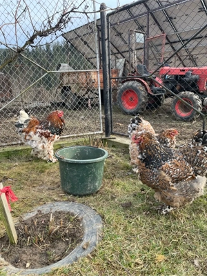 De vânzare - imagine 2