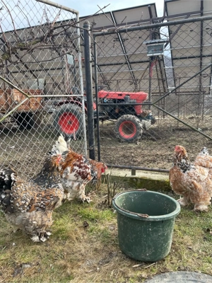 De vânzare - imagine 3