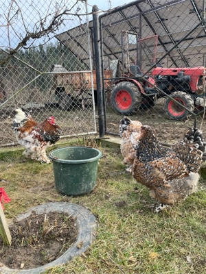 De vânzare - imagine 5