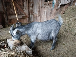 Tap metis cu Anglonubian de 6 luni - imagine 2