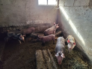 Purceluși 3 luni jumate - imagine 4