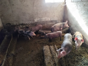 Purceluși 3 luni jumate - imagine 3