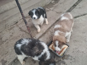 Vând 3 căței ciobanesc mioritic