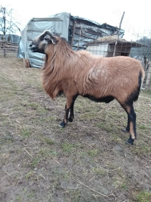 Berbec de camerun  - imagine 2