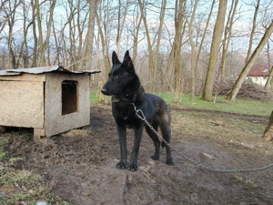 Ciobanesc belgian malinois