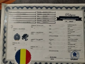 Ciobanesc belgian malinois - imagine 3