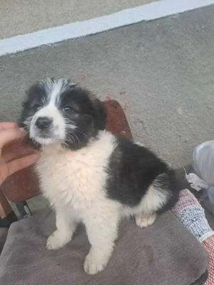 Vând 3 căței ciobanesc mioritic - imagine 3