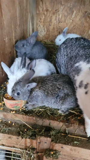 Iepuri de vânzare. - imagine 3