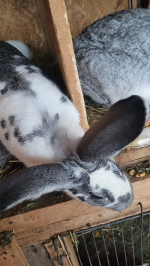 Iepuri de vânzare. - imagine 4