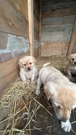 Pui de Labrador Retriever - imagine 3