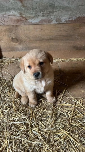 Pui de Labrador Retriever