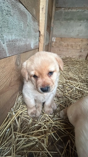 Pui de Labrador Retriever - imagine 2