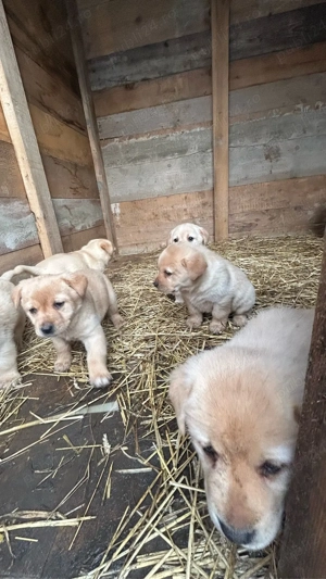 Pui de Labrador Retriever - imagine 5