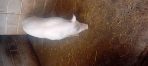 De vanzare purcica Marele Alb - imagine 3