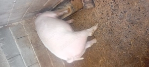 De vanzare purcica Marele Alb - imagine 4