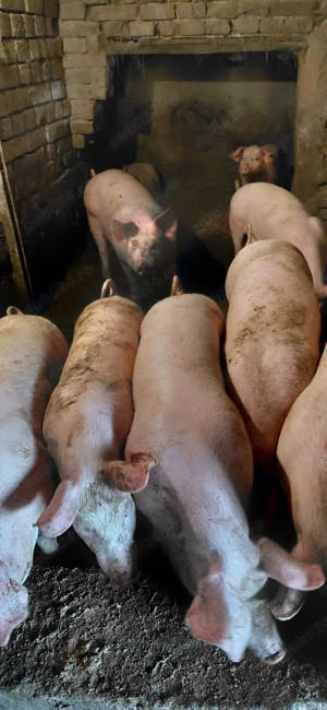 Porci 50-60 kg - imagine 4