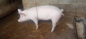 De vanzare purcica Marele Alb