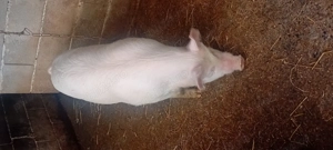 De vanzare purcica Marele Alb - imagine 2